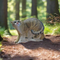 SRT 3D TARGET WILDCAT WALKING - GROUP 3 - L50cm H42cm