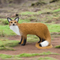 SRT TARGETS 3-D FOX WALKING - GROUP 3 - L55cm H75cm