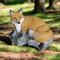 SRT TARGETS 3-D FOX BEDDED - GROUP 3 - L67cm H50cm