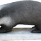 SRT 3D TARGET BADGER - GROUP 3 - L80cm H40cm