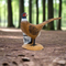 SRT 3D TARGET PHEASANT - GROUP 4 - L72cm H52cm