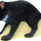 SRT 3D TARGET TASMANIAN DEVIL - GROUP 4 - L75cm H32cm