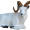 SRT TARGETS 3-D DALL SHEEP BEDDED - GROUP 1 - L96cm H43cm
