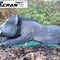 Lying Wild Boar