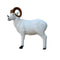 SRT TARGETS 3-D DALL SHEEP - GROUP 1 - L97cm H90cm