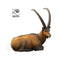 SRT TARGETS 3-D IBEX BEDDED - GROUP 1 - L96cm H43cm