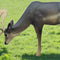 SRT TARGETS 3-D FALLOW DEER GRAZING MELAS - GROUP 1 - L156cm H90cm
