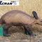 Aardvark
