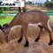 African Deer