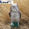 Barn Owl