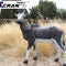 Blesbok
