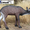 Chamois