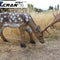 Fallow Deer