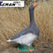 Goose
