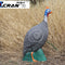 Guinea Fowl