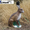 Hare