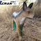 Jackal