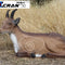 Lying Goat