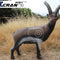 Mountain Goat