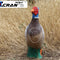Pheasant