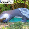 Porcupine