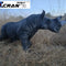 Rhinoceros