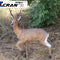 Roe Deer