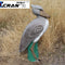 Shoebill