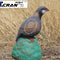 Singing Partridge
