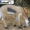 Springbok