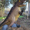 Tyrannosaurus Rex