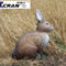 Upright-Eared Rabbit