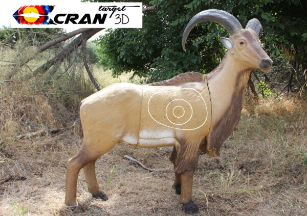 Aoudad (Barbary Sheep)