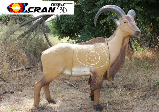 Aoudad (Barbary Sheep)