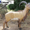 Aoudad (Barbary Sheep)