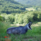 NATUR FOAM TARGETS 3-D CHAMOIS PYRENEES - LYING
