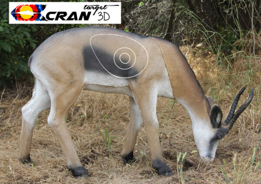 Springbok